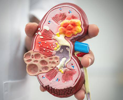 images (3) kidney
